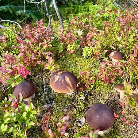 Linda's House Senjahopen