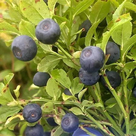 Linda's House Semesterbostad *